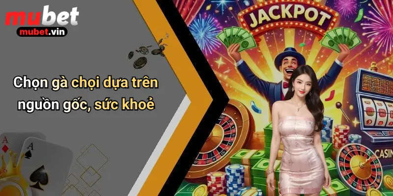 Chọn gà chọi dựa trên nguồn gốc, sức khoẻ