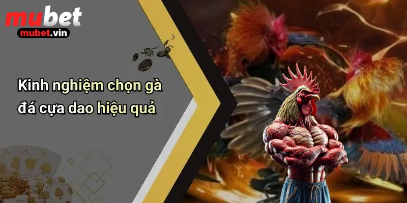 Kinh nghiệm chọn gà đá cựa dao hiệu quả